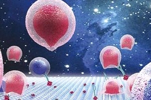 中性粒細(xì)胞膜囊泡 NeutrophilsMembraneCoatedVesicles