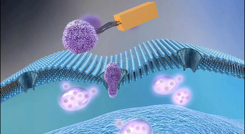 細(xì)胞膜小鼠脾臟細(xì)胞膜包覆納米載體 Splenicimmunecellmembraneinmice
