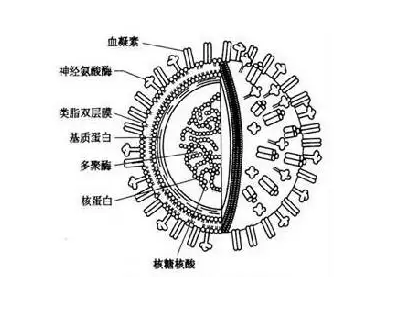 FITC-長(zhǎng)柔毛野豌豆外源凝集素 (VVL, VVA)；(FITC-VVL, VVA)