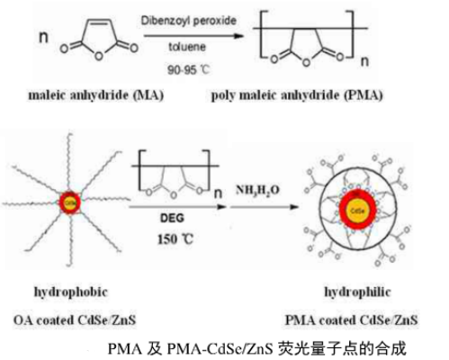聚馬來(lái)酸酐修飾水溶性CdSe/ZnS熒光量子點(diǎn)