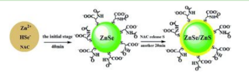 巰基修飾CdSe/ZnS量子點(diǎn)