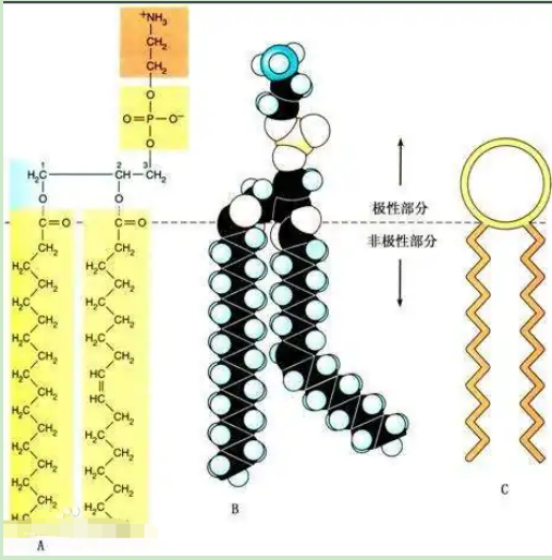 葡聚糖-二硬脂?；字Ｒ掖及?