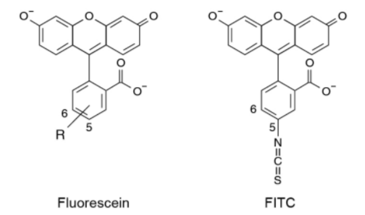 異硫氰酸熒光素（FITC）標(biāo)記