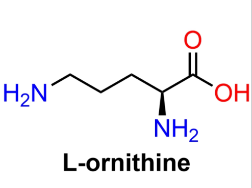 葡聚糖-鳥氨酸 Dextran-Ornithine 葡聚糖修飾鳥氨酸	