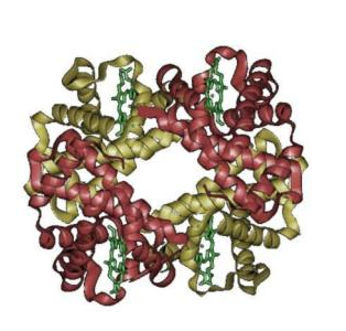 殼聚糖-轉(zhuǎn)鐵蛋白 Chitosan-Transferrin